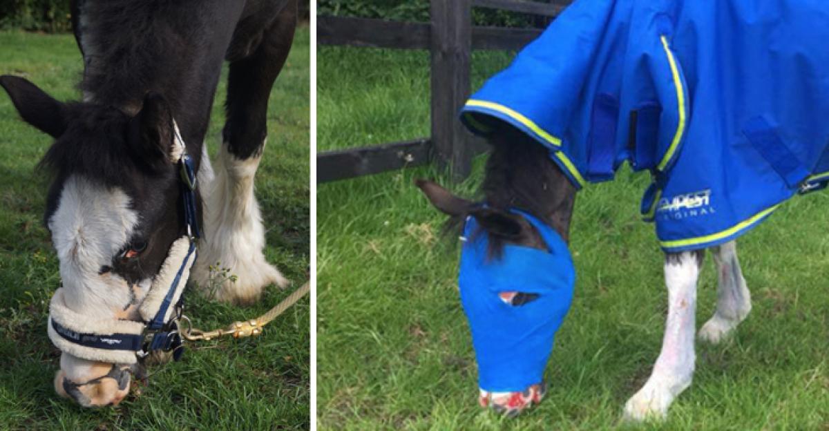 Nytagen bild på Cinders (vänster) och bild från i våras (höger). Foto: Rainbow Equine Hospital
