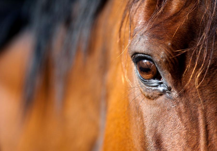 Arkivfoto: Adobe Stock