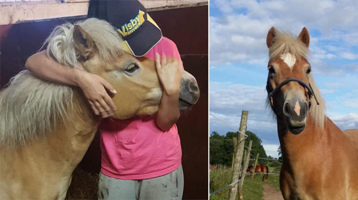 Russet Trassel är hemma i stallet