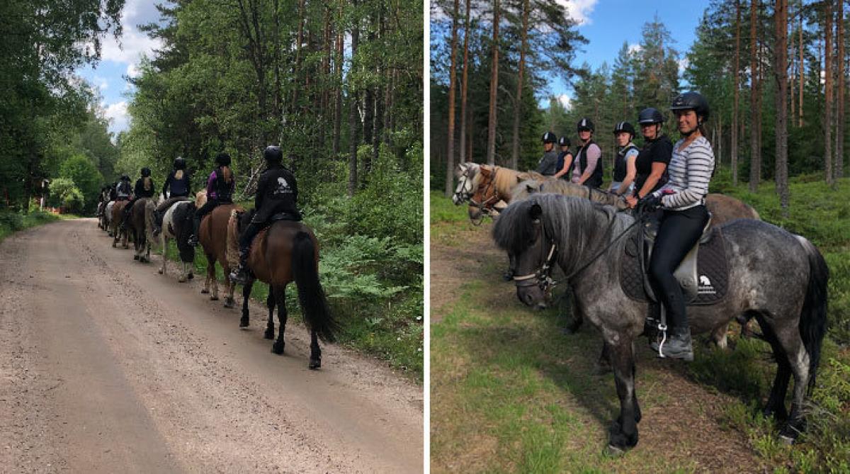 Häst påkörd av bil under uteritt – fick avlivas: ”En tragedi och vi är i chock”