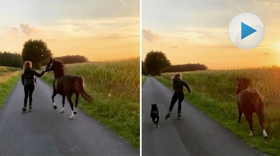 <p>Den här tjejen tar med sig hästen på rullskridskoturen. Både häst, ryttare och hund får konditionsträning i solnedgången. Visst ser det härligt ut.</p>