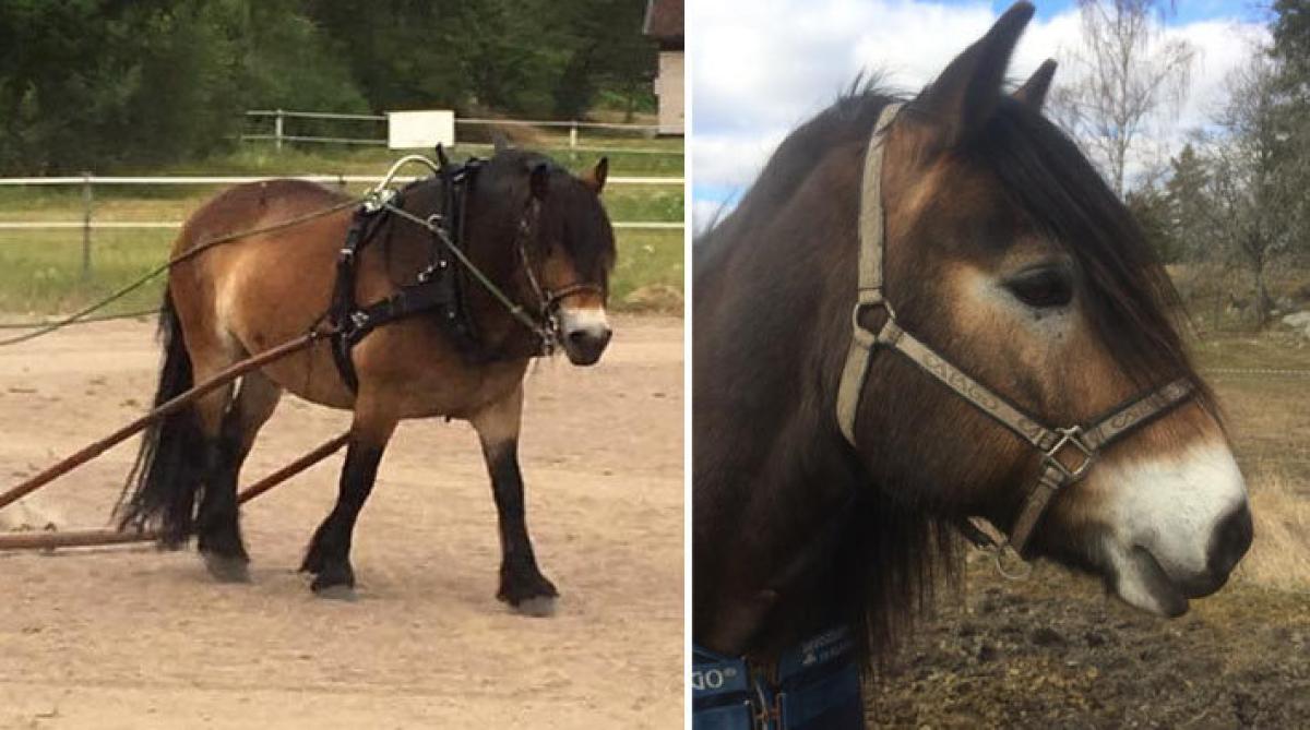 Nordsvensken Oberon har varit borta i en vecka: "Vet inte åt vilket håll jag ska leta"