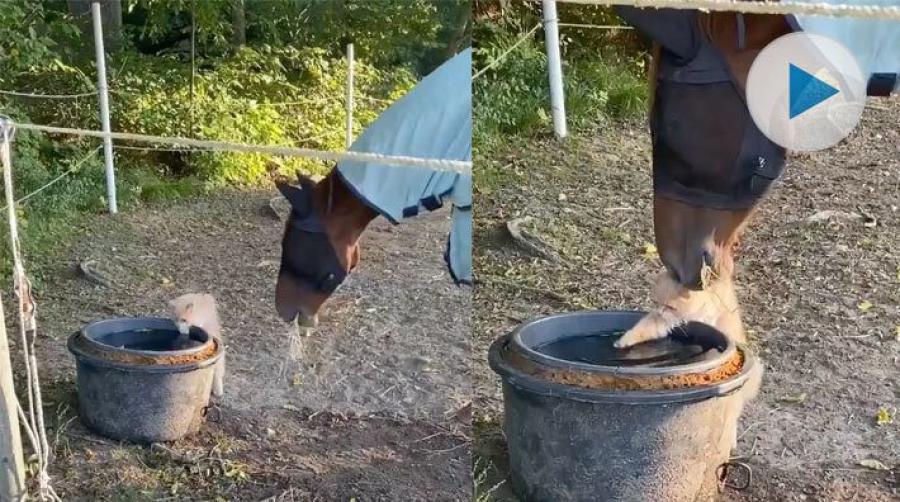 <p>När hästen Curre härom morgonen kom ut i hagen fick han sällskap vid vattentunnan av stallkatten. Curre vill gärna känna på den mjuka pälsen.