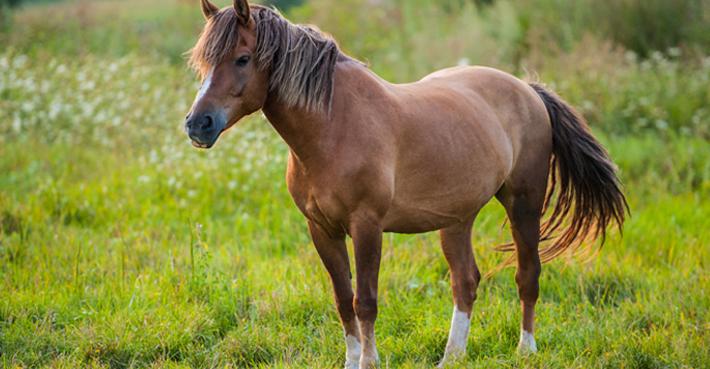 Arkivfoto: Adobe Stock