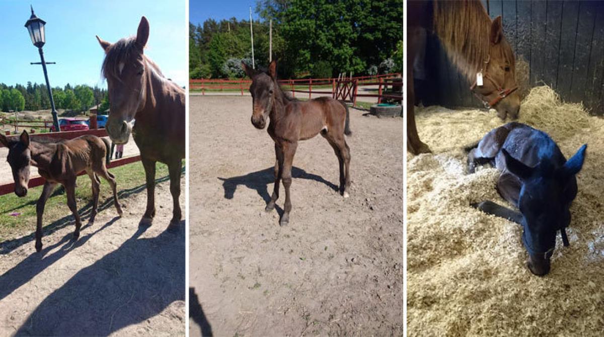 Basjkirstoet Irina adopterade Ture