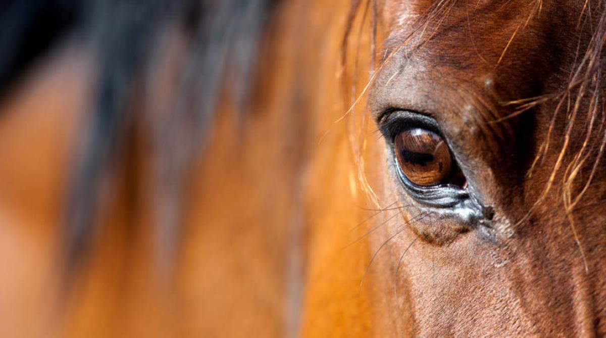 Foto: Adobe Stock