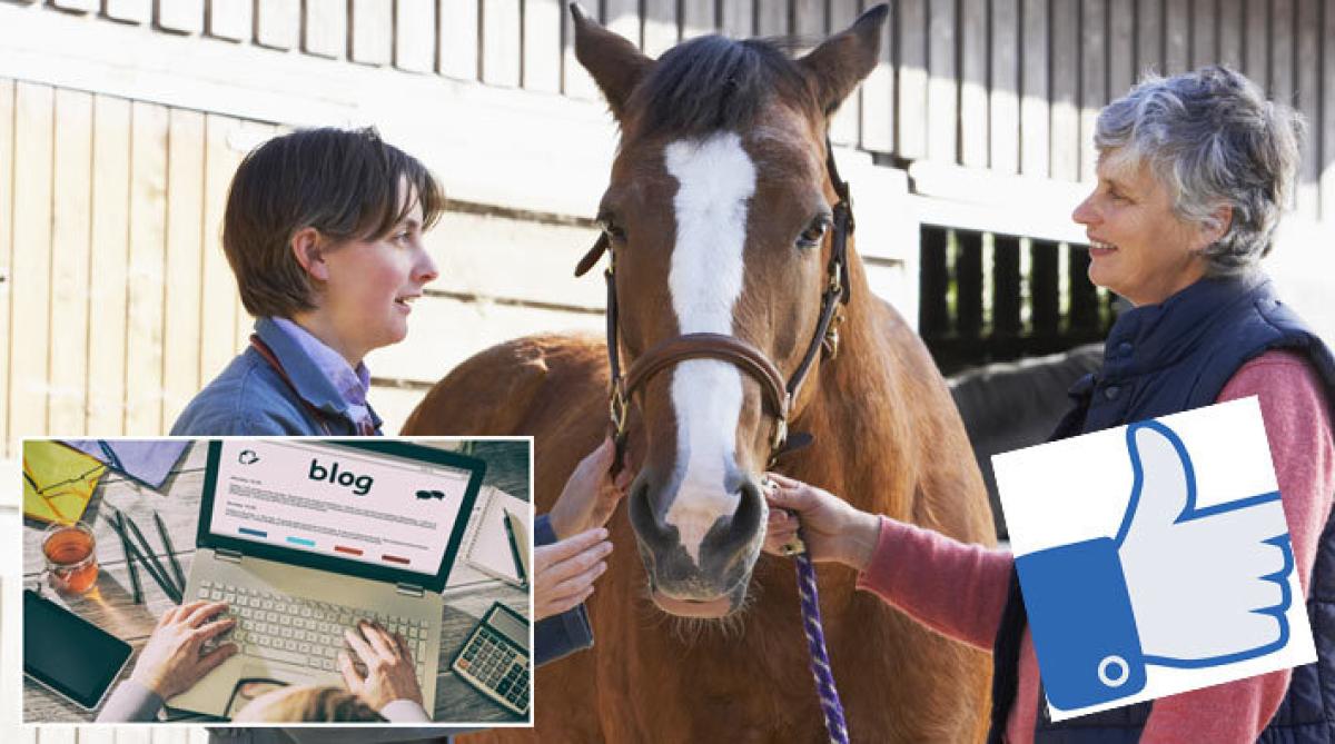 Tar du i första hand hjälp av internet eller av veterinär vid frågor kring hästens hälsa? Foto: Adobe Stock