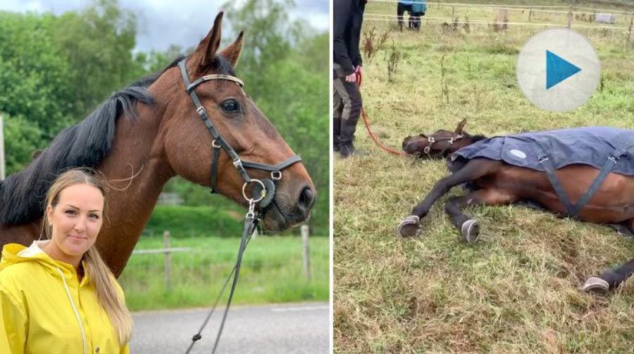 Sexåriga stoet Jammi ligger hellre kvar i hagen och sover än följer med matte Lovisa på tävling. Men till slut bestämmer hon sig för att följa med ändå.