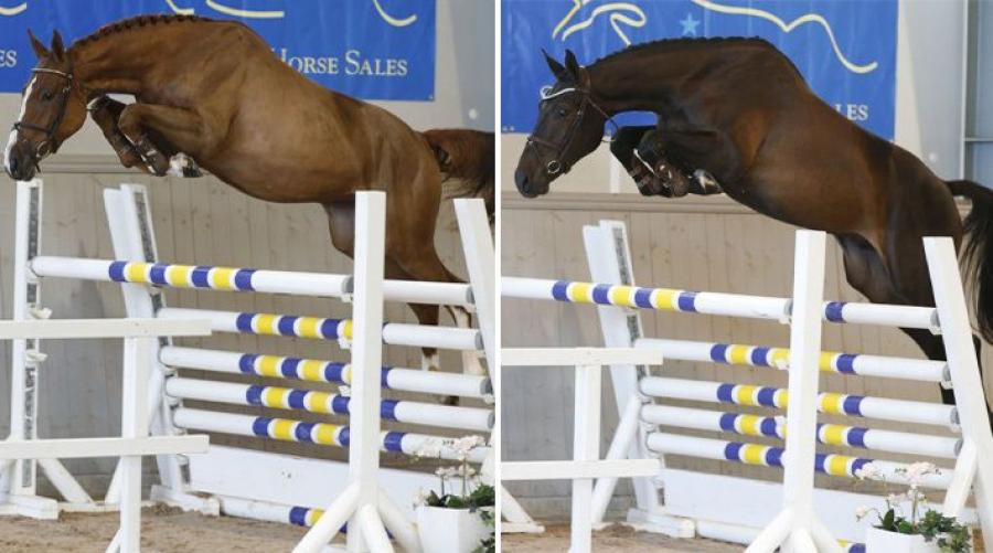 20 hästar klara för Swedish Select Horse Sale auktion