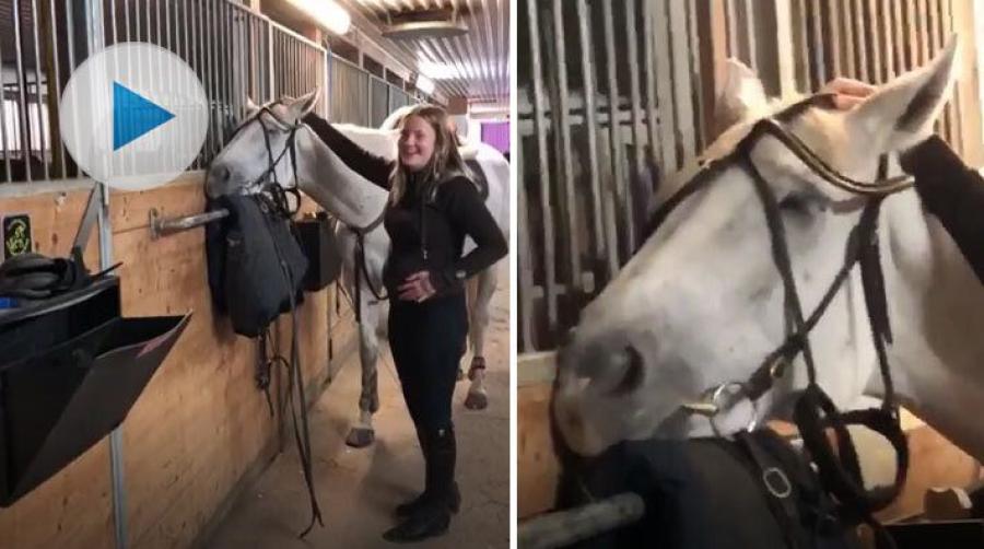 Den här hästen har bestämt sig för att ta en lugn söndag. Jannike Lineruth delar med sig av ett klipp på hennes tävlingshäst som inte har bråttom.