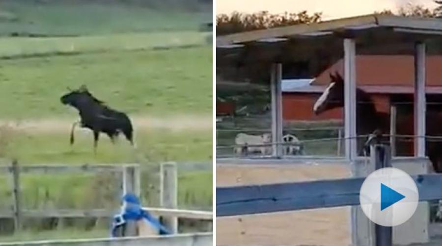 Jessica Lindahl föder upp SWB-hästar hemma på gården på Tjörn. I dagarna fick de plötsligt besök av en älg, som tog sig in i beteshagen och fastnade.