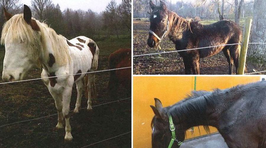 Foton från länsstyrelsens kontroll i november 2014.