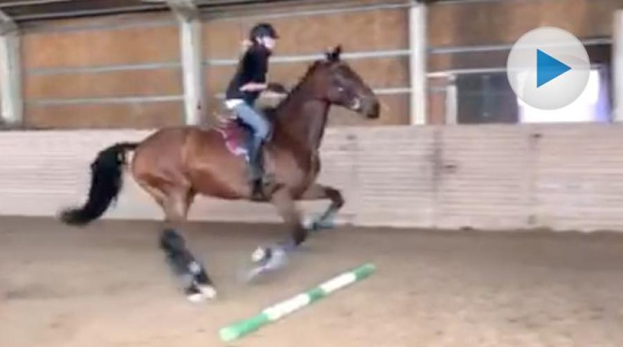 <p>När Khaleesi van den Blijkeer Z har siktat in sig på ett hinder spelar det ingen roll om duvor kommer i vägen. De får helt enkelt flytta på sig – illa kvickt!