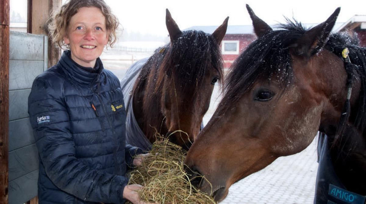 Den 9 mars disputerar Malin Connysson. Det är då hon ska presentera och försvara sin avhandling om foder, uppstallning och prestation för att få sin doktorsexamen. Foto: Maria Granholm