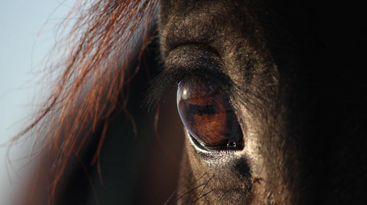Foto: Adobe Stock