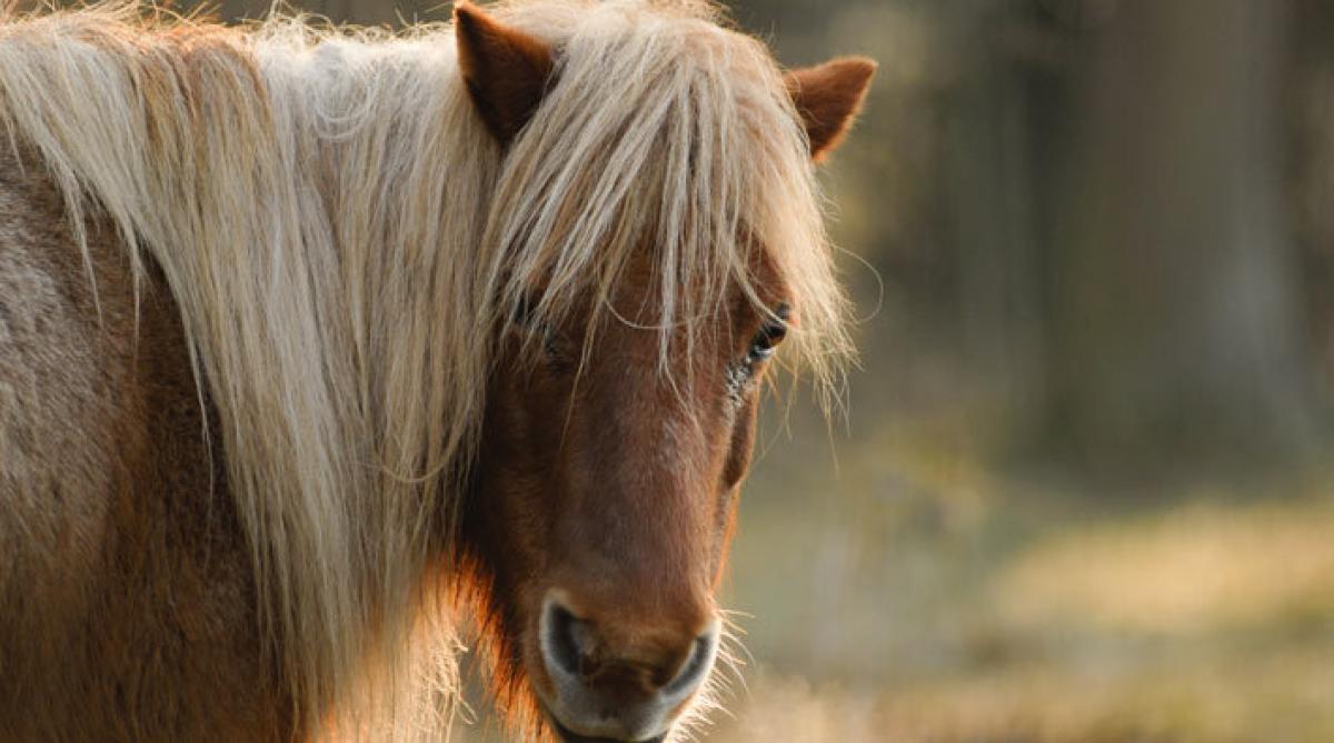 Ponnyn på bilden har inget med artikeln att göra.