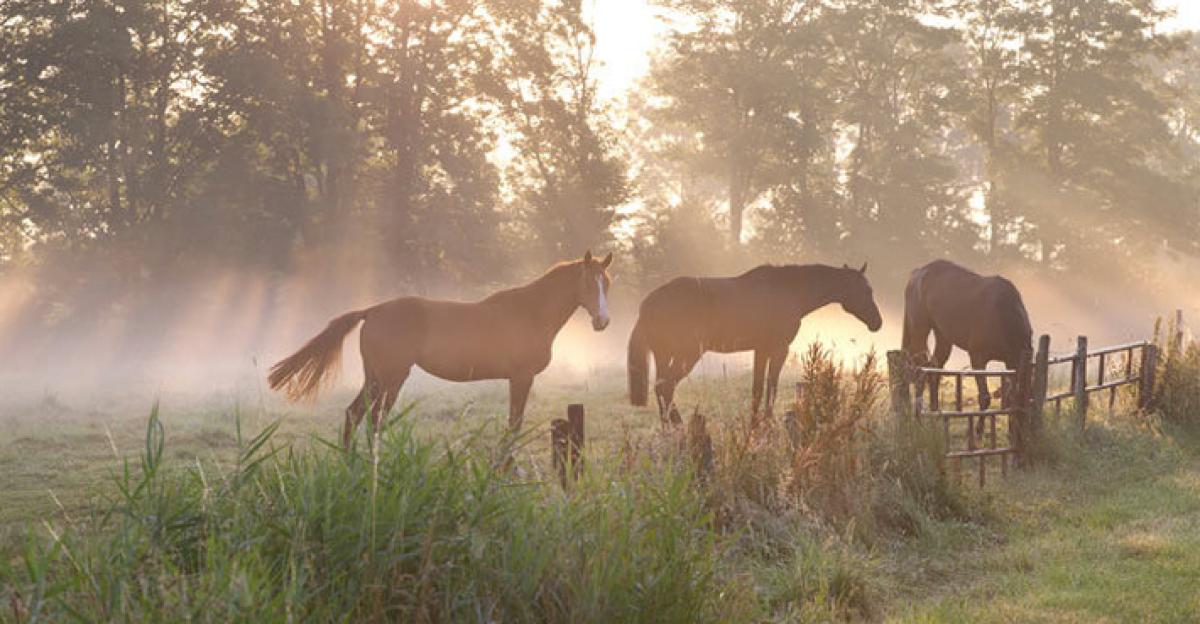 Arkivfoto: Adobe Stock