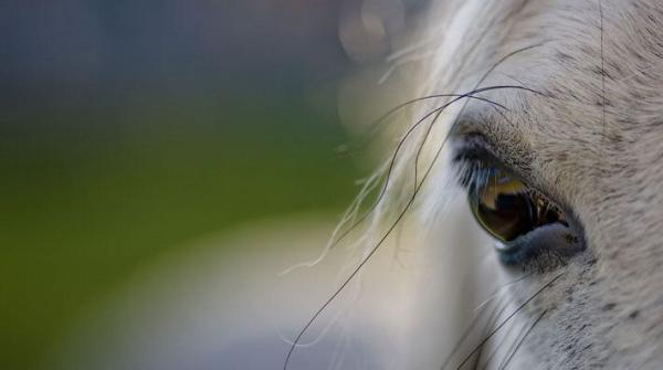 Foto: Adobe Stock