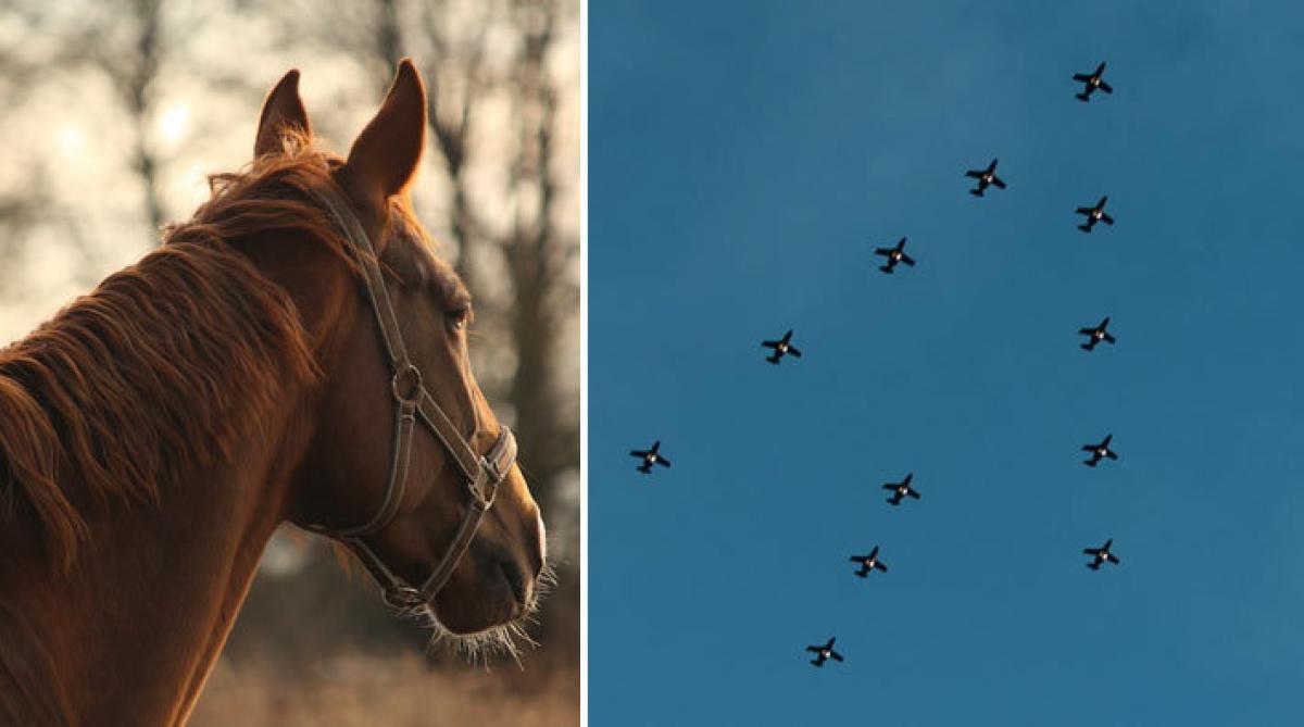Foto: Adobe Stock och Pressbild/Flygskolan