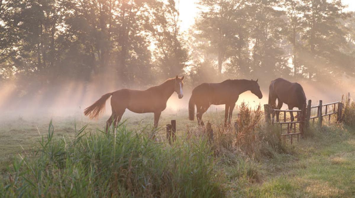 Hästarna på fotot har inget med artikeln att göra.
