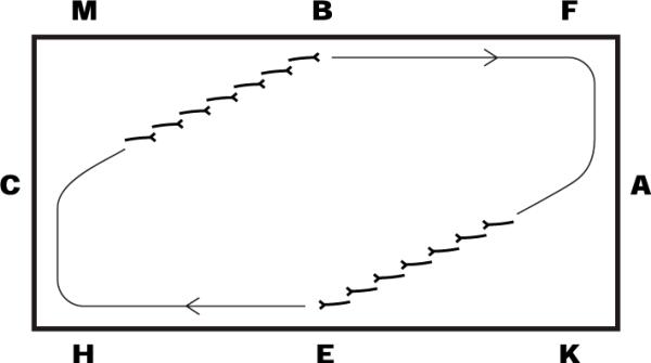Ridövning: Skänkelvikning och bättre galoppfattningar – för både unga och äldre hästar