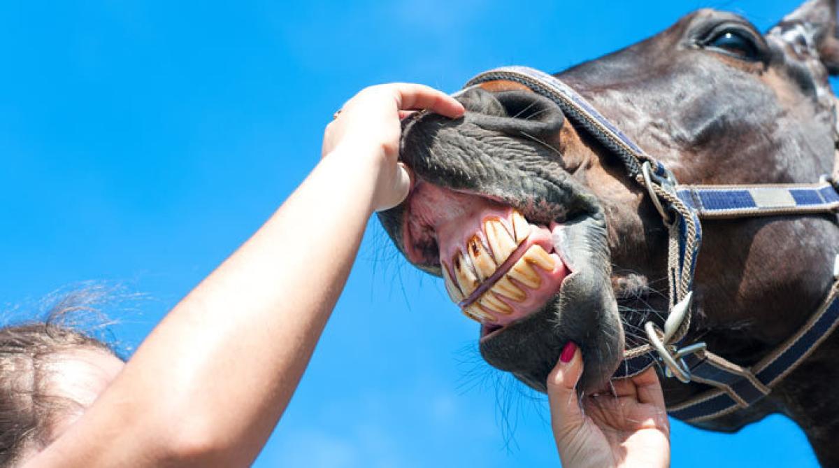 <i>Foto: Adobe Stock</i>