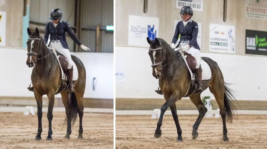 Jessica Jakobsson och ridtravaren Lulu Face framsteg i dressyr: ”Vår största vinst hittills”