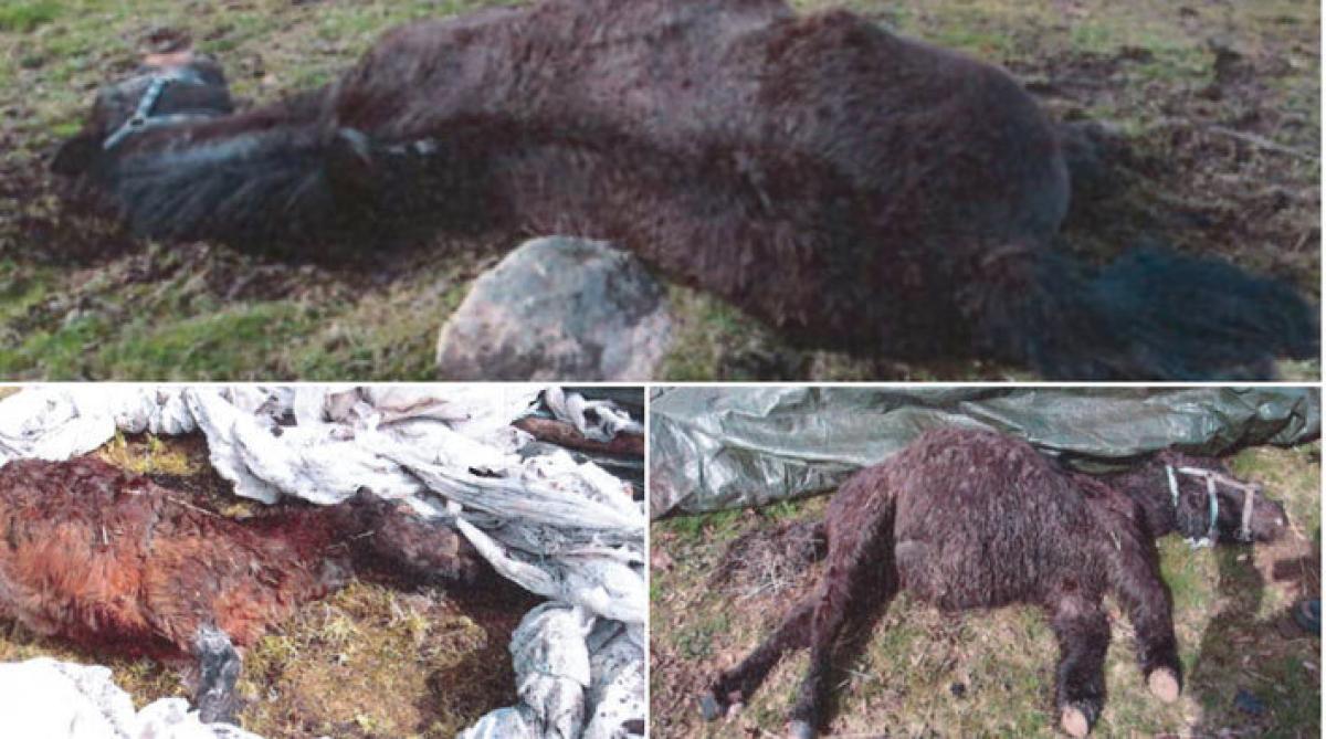 <i>Vid inspektioner på parets gård har man funnit döda hästar under hösilageplast.</i>