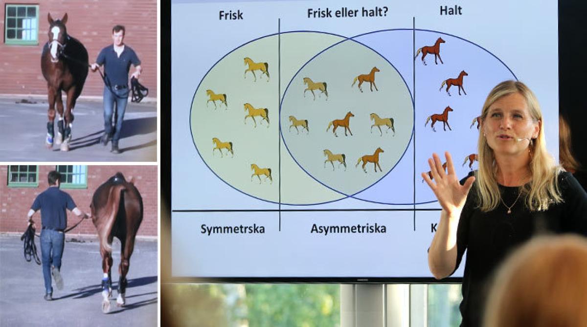 <i>Till vänster stillbilder från de filmsekvenser publiken fick bedöma. Till höger forskaren Marie Rhodin.</i>