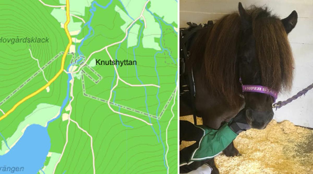 Shetlandsponnyn Snoddas tillbaka efter två och ett halv dygn på rymmen