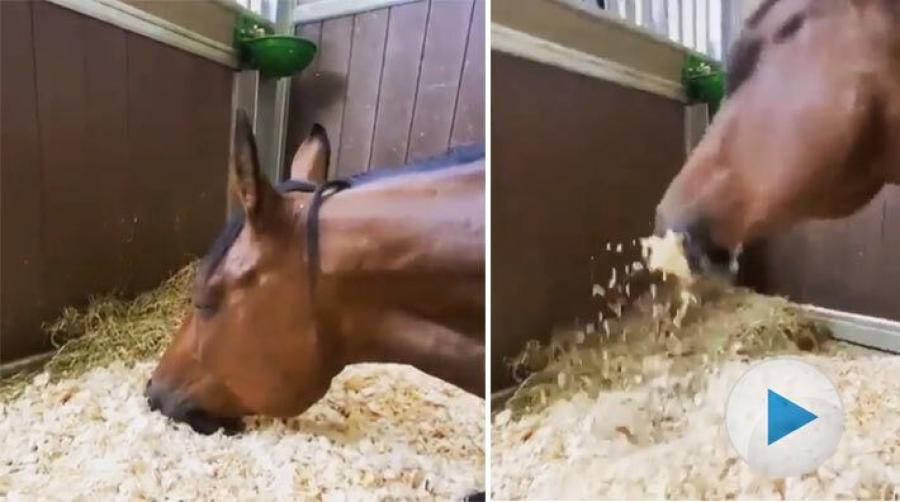 <p>Visst vill man bara dra täcket över huvudet och låtsas att det är helg en liten stund till. Kanske kan man göra som hästen här för att förlänga helgen lite.