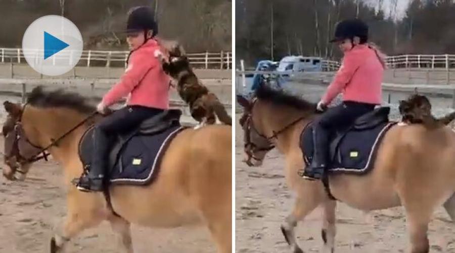 På en gård i Uddevalla bor familjen Ambjörnsson. Här är det inte bara människorna som verkar ha ett intresse för hästar – utan även stallkatterna.