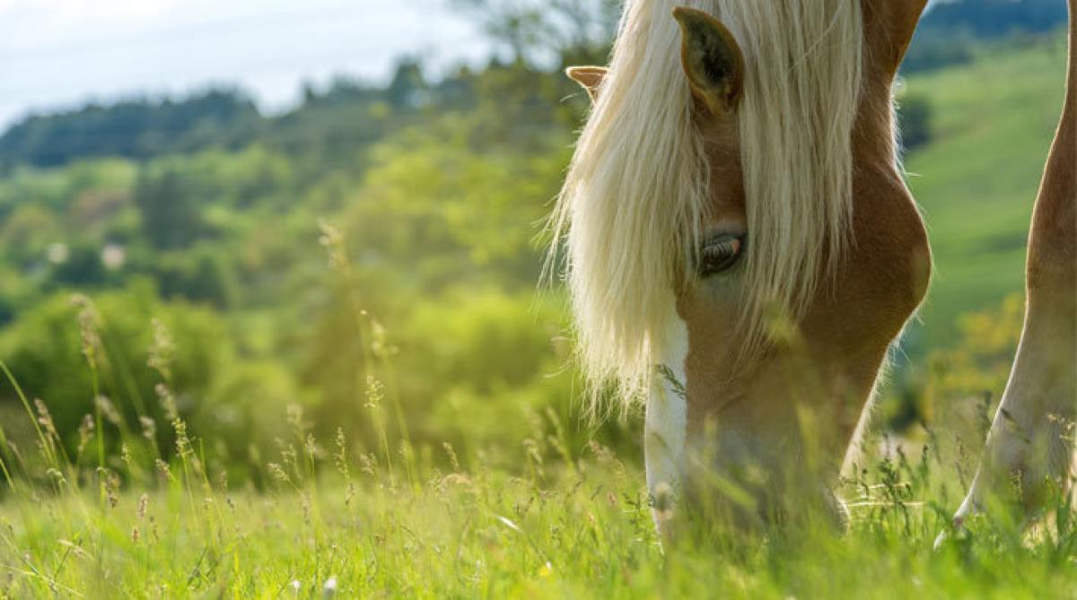 <i>Arkivfoto: Adobe Stock</i>