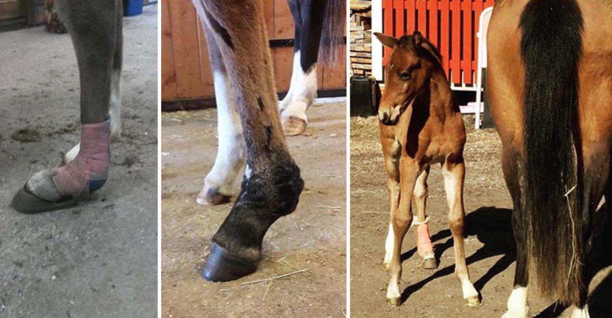 <i>Bilden till vänster visar Iris med sin första fölsko. Bilden i mitten är tagen för en vecka sedan efter behandling i Kramfors. </i>