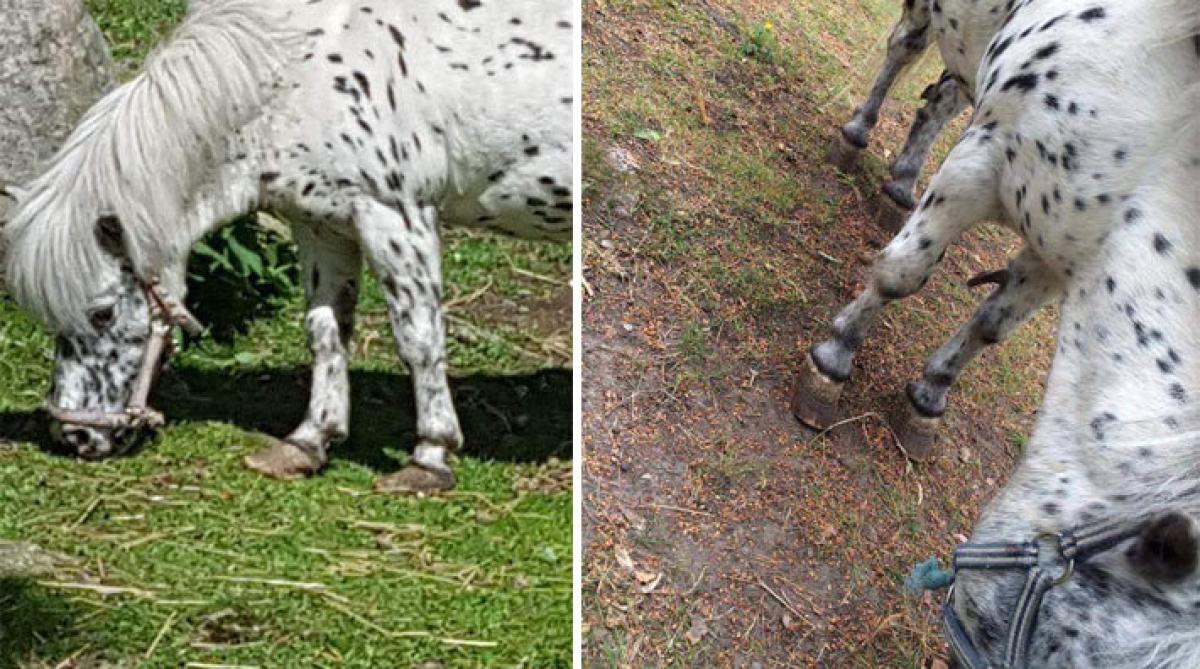Djurpark får skarp kritik för eftersatt hovvård