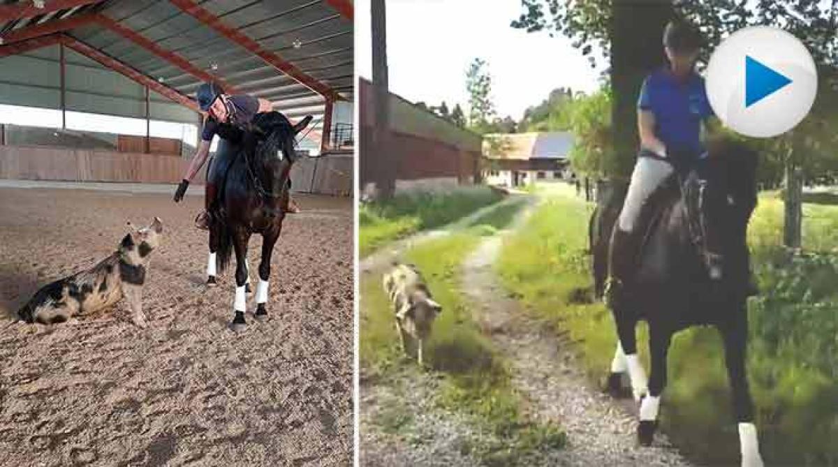 Ingrids ridsällskap heter Bazooka och är en glad och sällskaplig gris