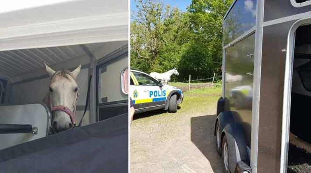 <i>Det bortförda quarterstoet Plenty hämtades med hjälp av polis under lördagseftermiddagen.</i>
