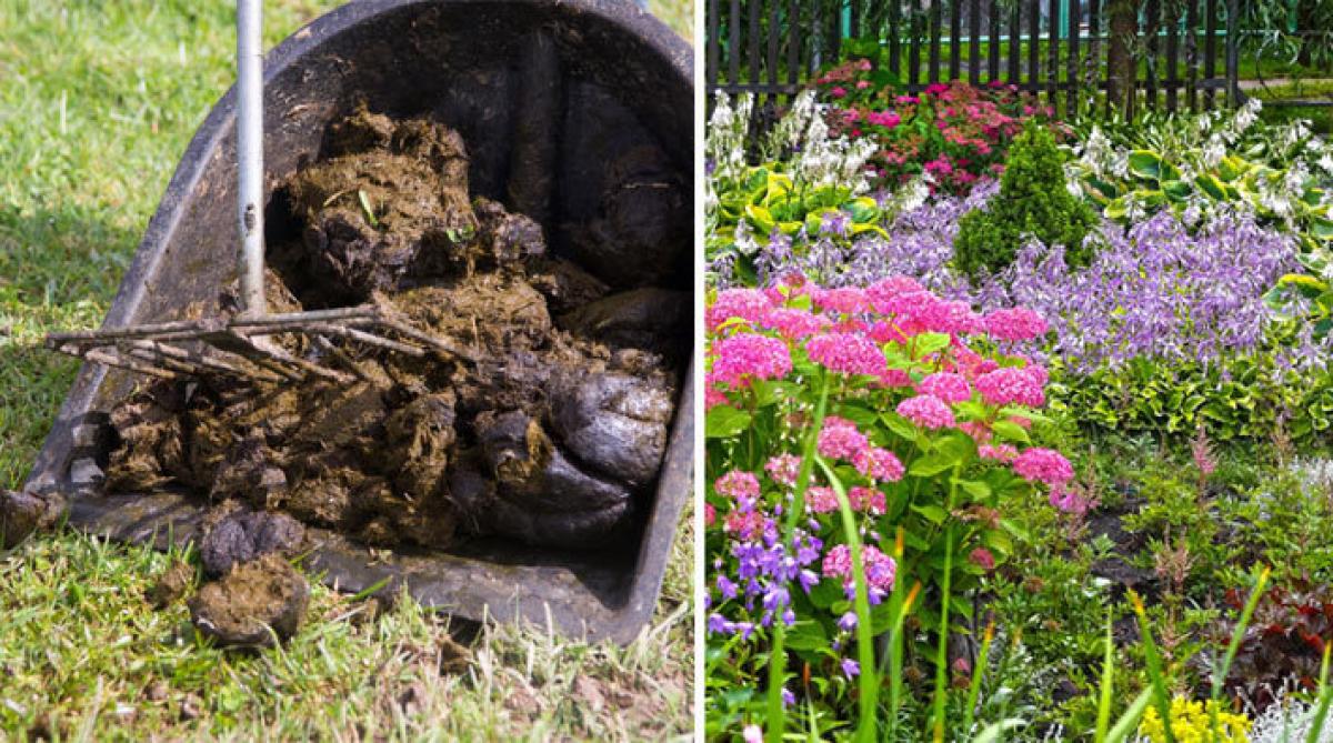 <i>Ridskolan hoppas att gödseln ska få kommunens rabatter att blomstra i framtiden.</i>