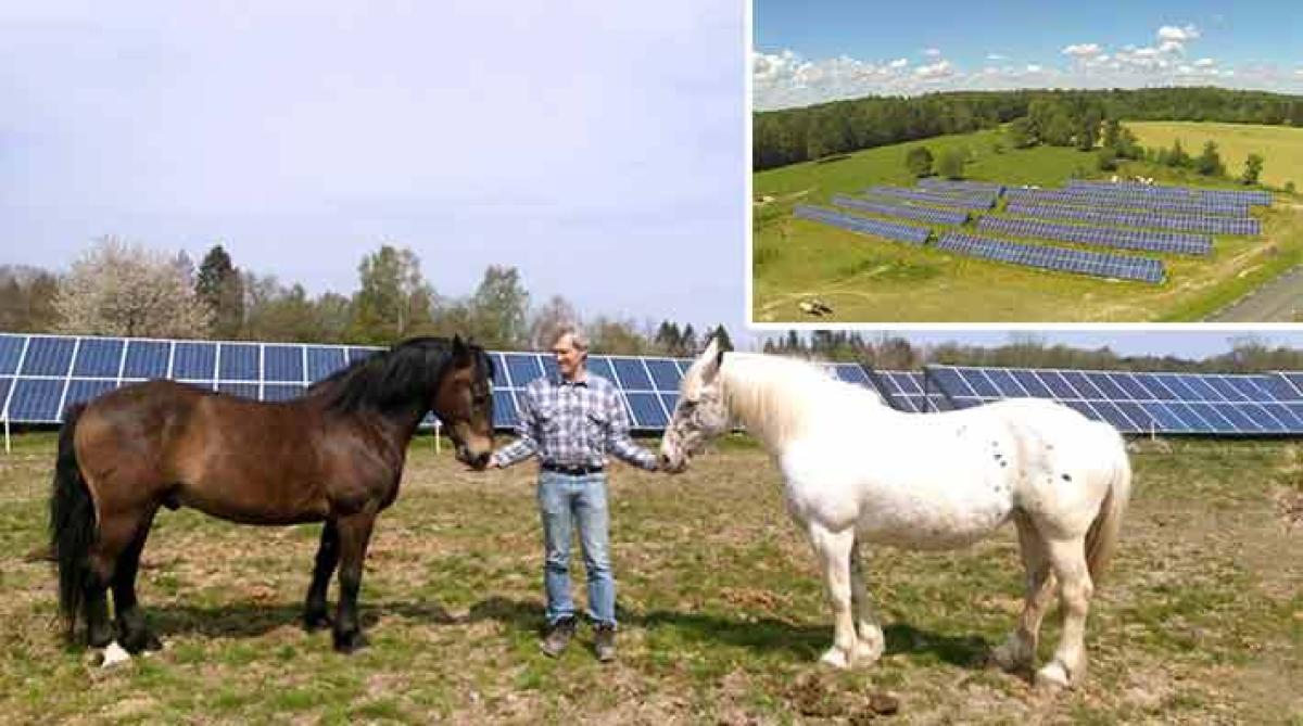 Björn har en solcellspark i hästhagen
