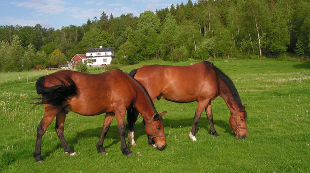 Tubbe och Techno är på rymmen
