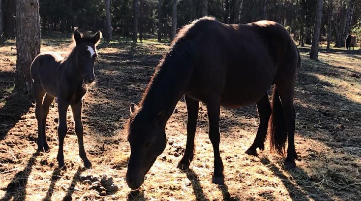 <i>Mamma Juline med sitt svarta hingstföl på Lojsta hed. Foto: Anna Ericsson</i>