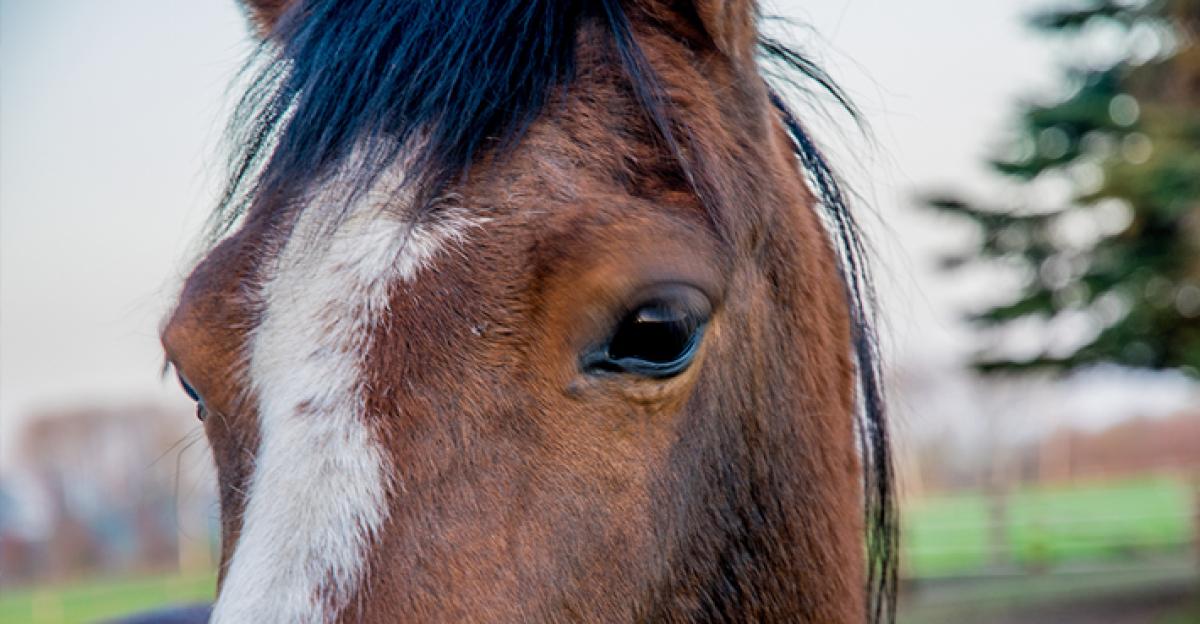 Ridande flicka attackerad av personer på moped: ”Kastade pinnar och sten”