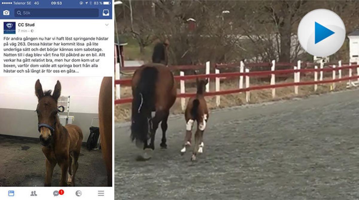 Fölet Milliance blev påkört efter att ha kommit lös "på underligt sätt"
