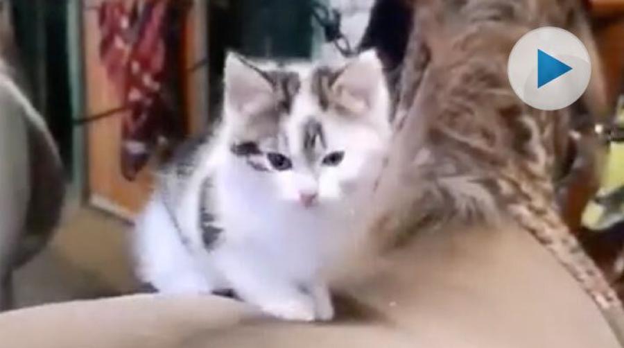 <p>Kattungen Snoky har hittat bästa stället att vara på – det är på shettisen Rainbows rygg. Lagom mjukt, lagom högt och alldeles lagom stort.</p>