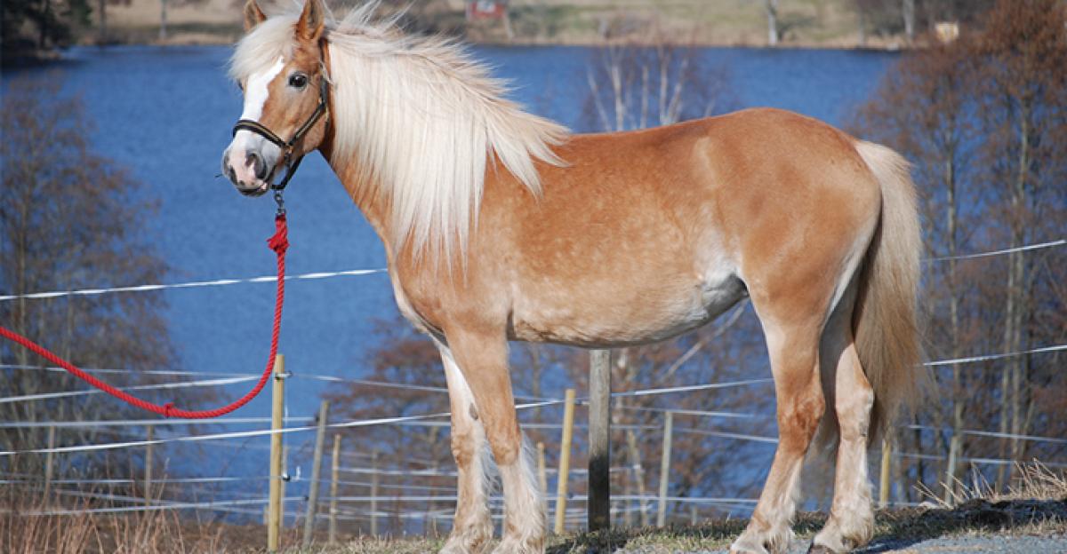 <i>Melodica har flyttat in i stallet hos Bengtsfors ridklubb.</i>