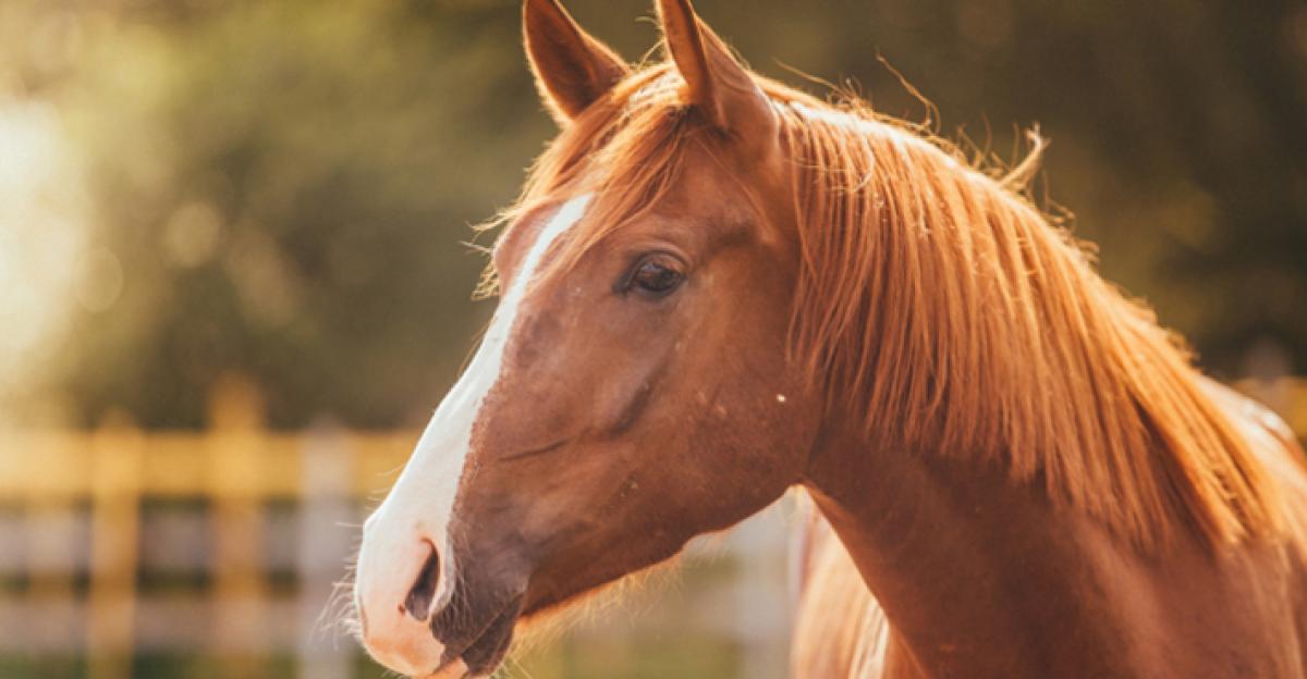 <i>Hästen på bilden har inget med händelsen att göra. Foto: Adobe Stock </i>
