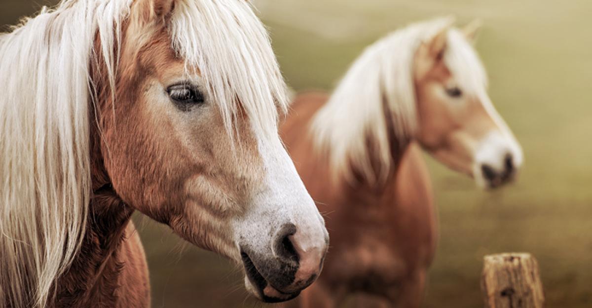 <i>Foto: Adobe Stock </i>
