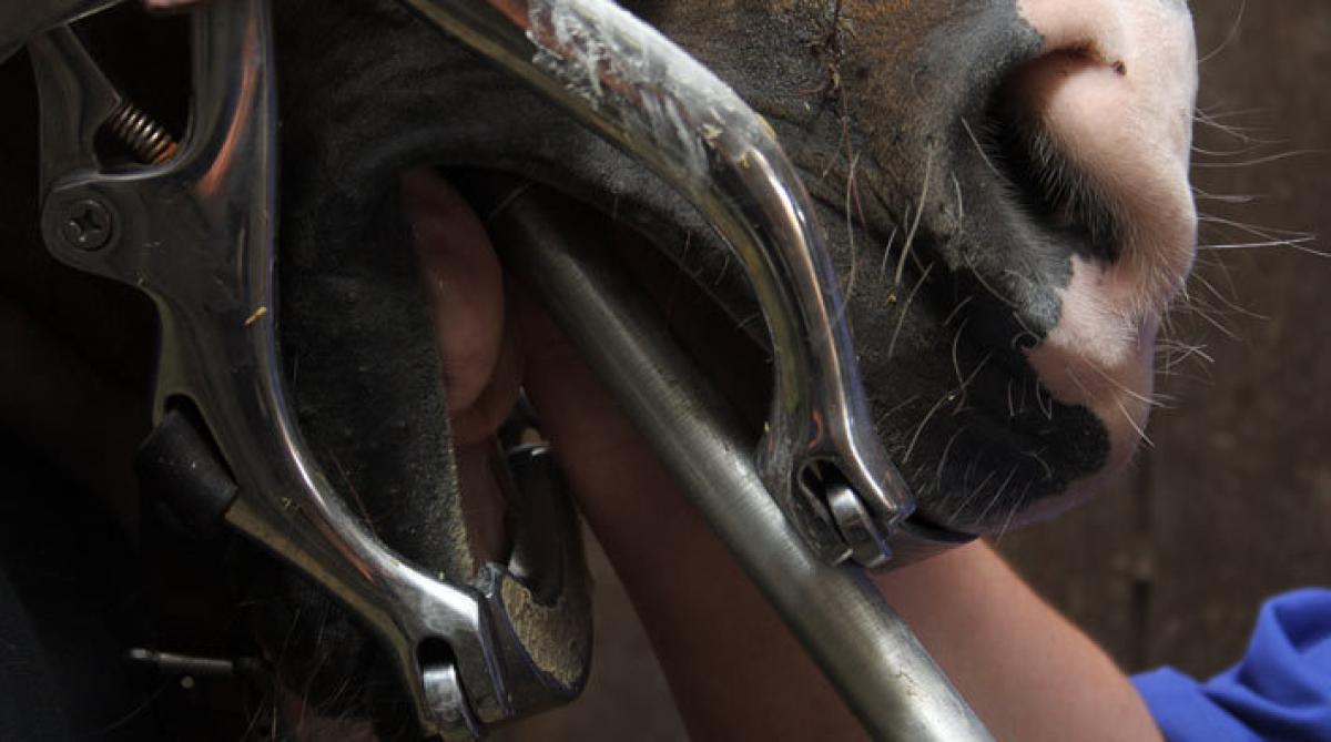 ”Hästtandläkare” får en varning