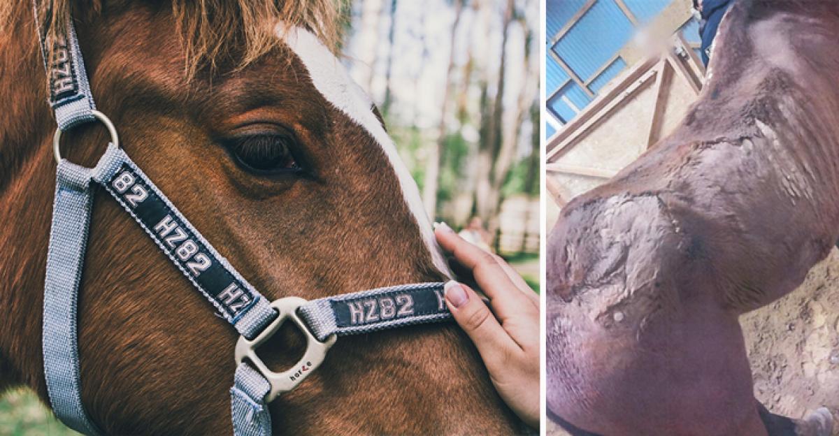 <i> Hästen till vänster har inget med händelsen att göra. Höger en av de magra hästarna. Foto: Adobe Stock och Polisen</i>