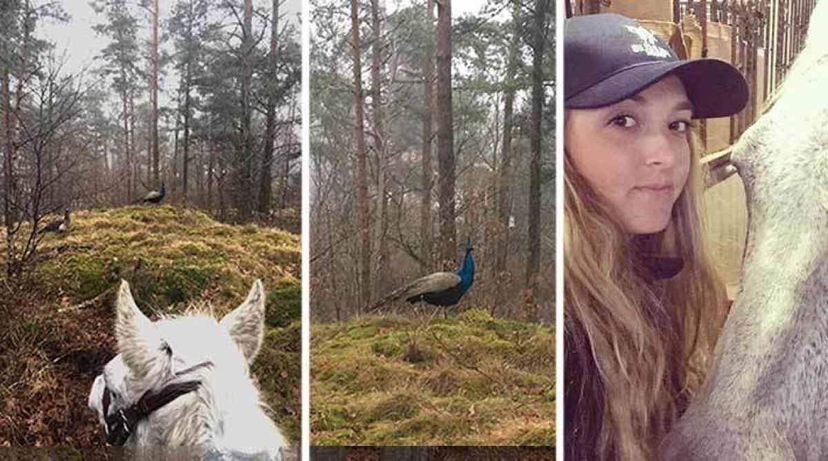 <i>Natalie Greppi och ponnyn Abbey fick exotiskt möte under lördagens ridtur. Foto: Privat</i>